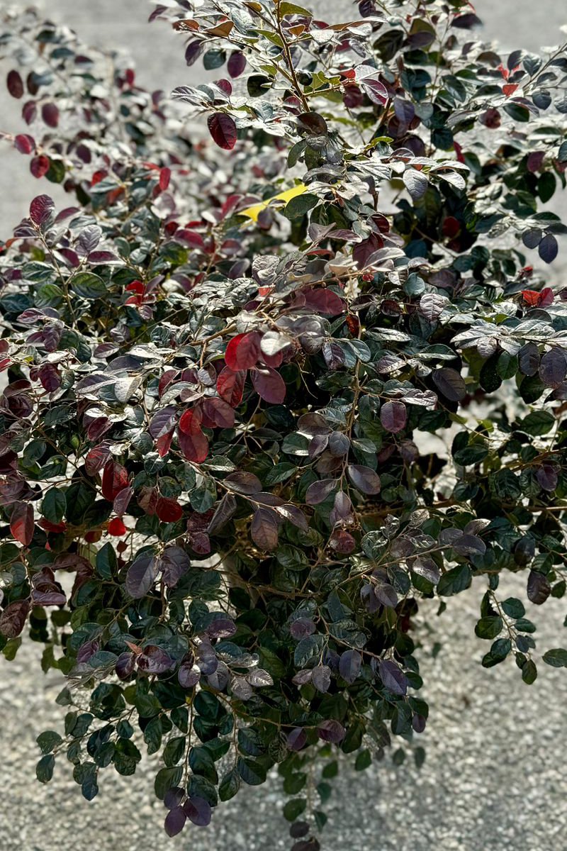 Loropetalum Ø24