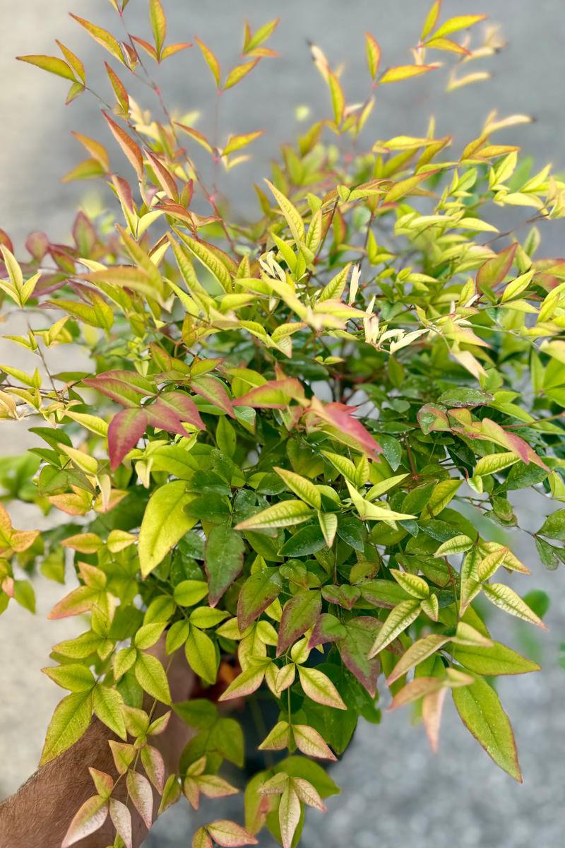 Nandina domestica Ø18 h 30/40 cm