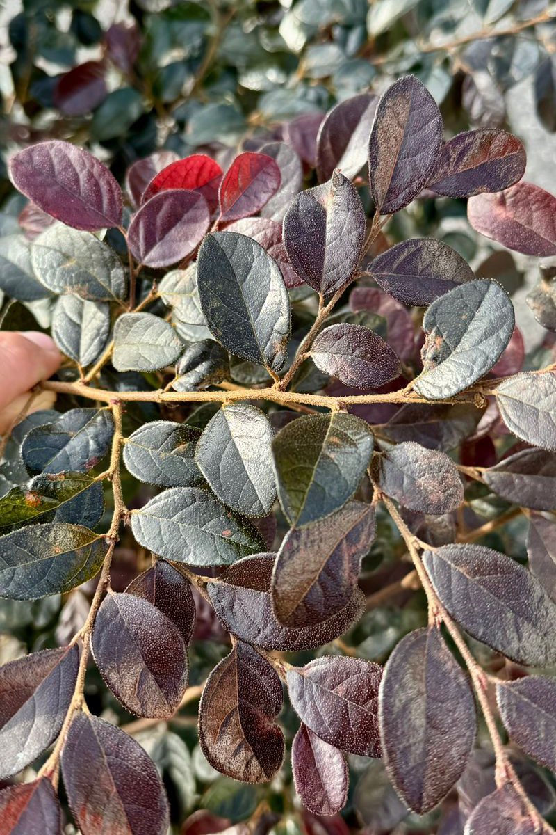 Loropetalum Ø24