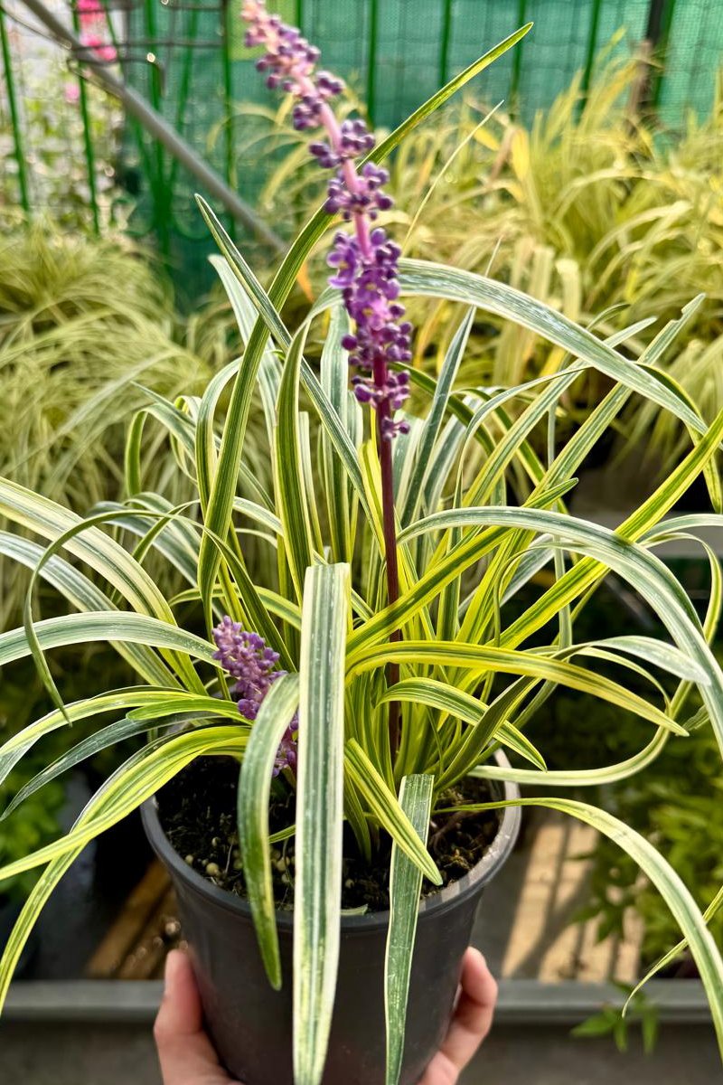 Liriope Muscari variegata