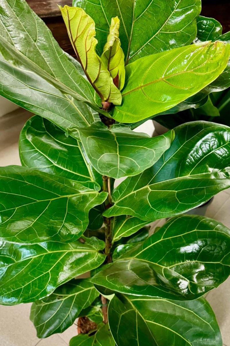 Ficus Lyrata 100 cm.