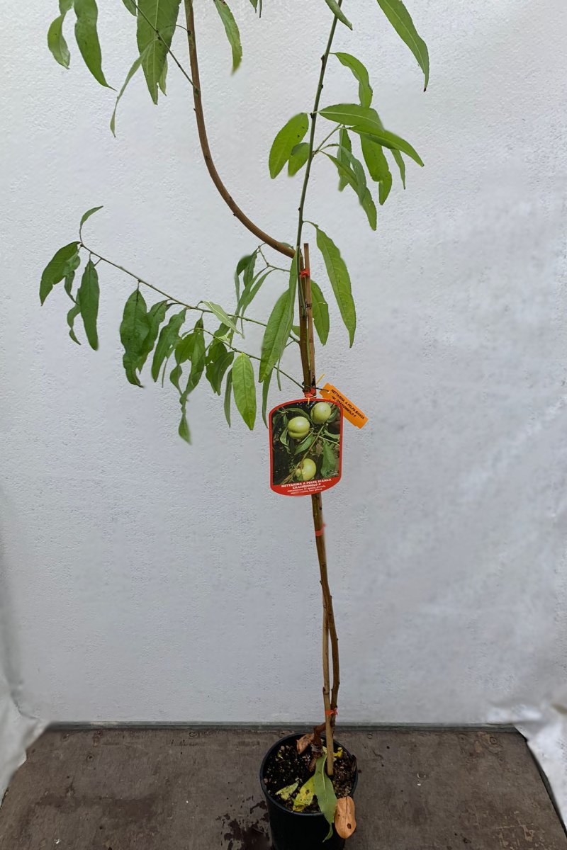 Nettarina Crasiommolo C