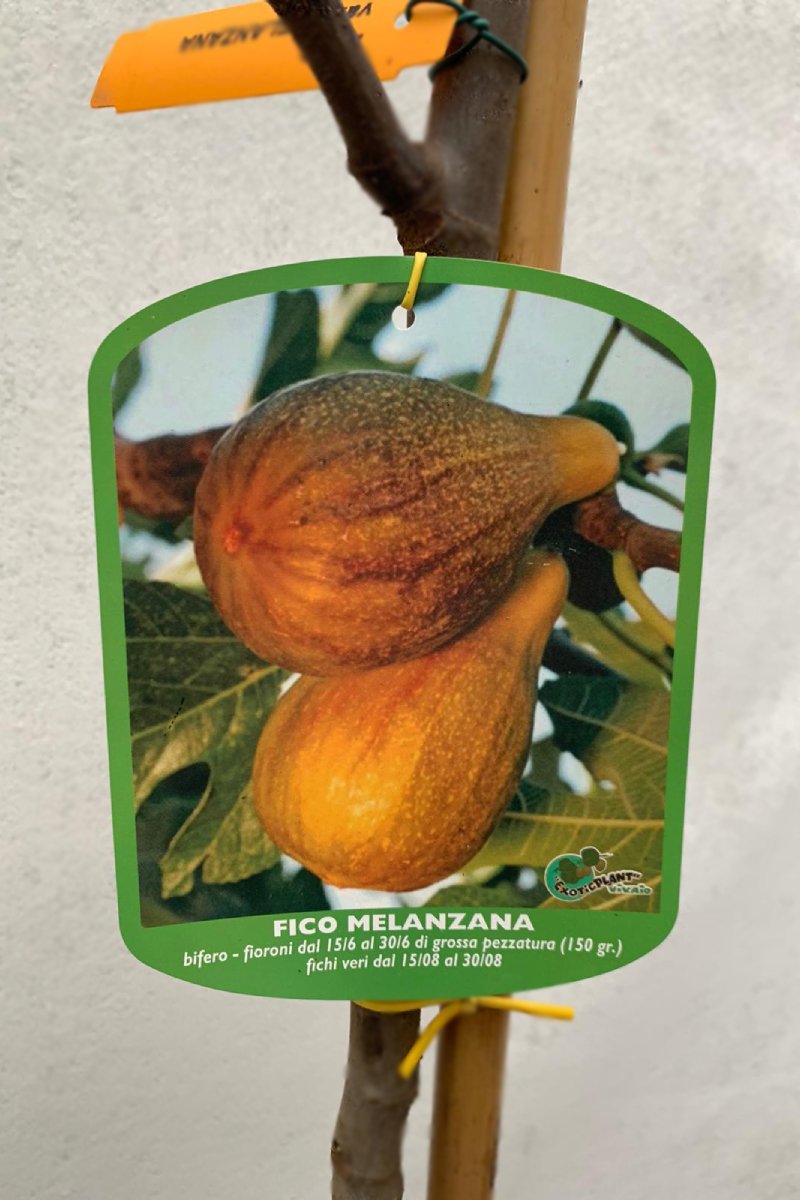 Fico Melanzana