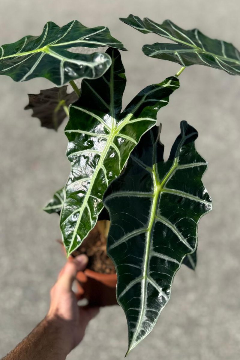 Alocasia Polly