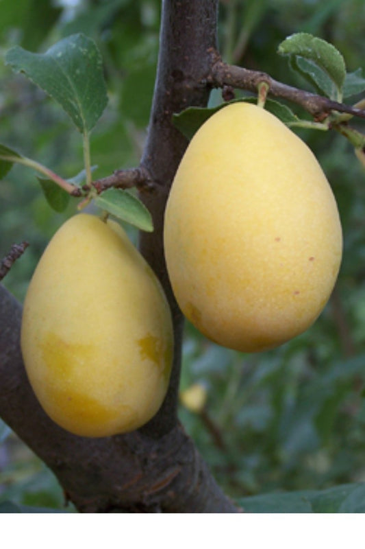Prugna Scagnarda