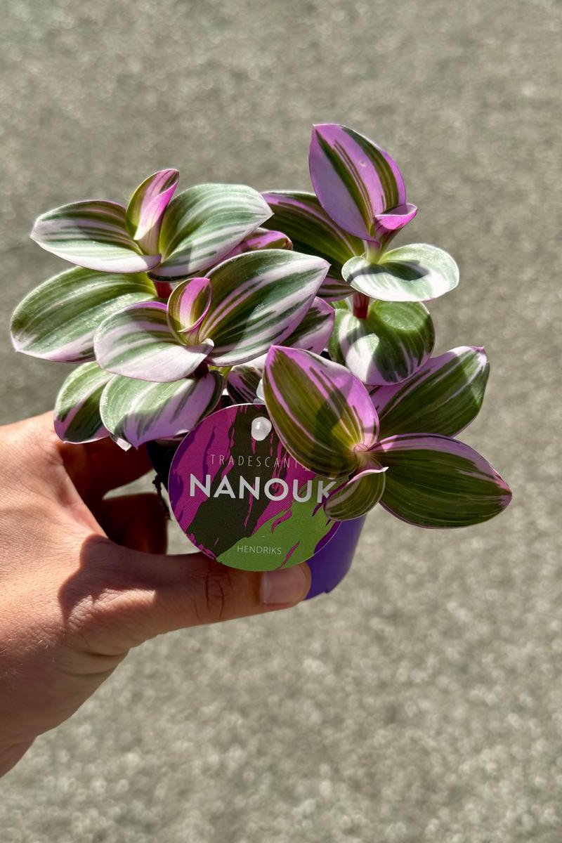 Tradescantia Nanouk