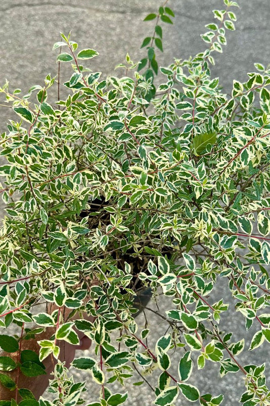 Abelia varriegata