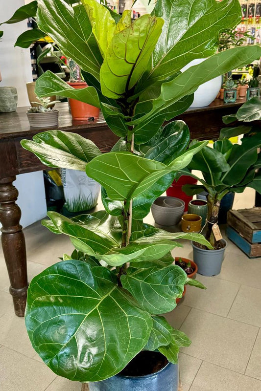 Ficus Lyrata 100 cm.