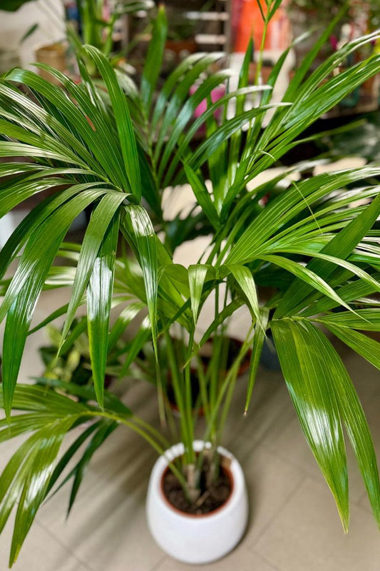 Howea forsteriana