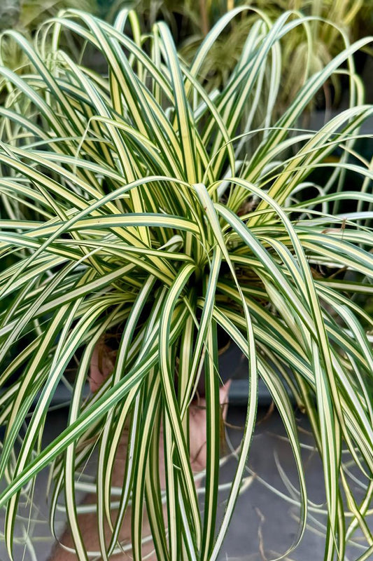 Carex Evergold