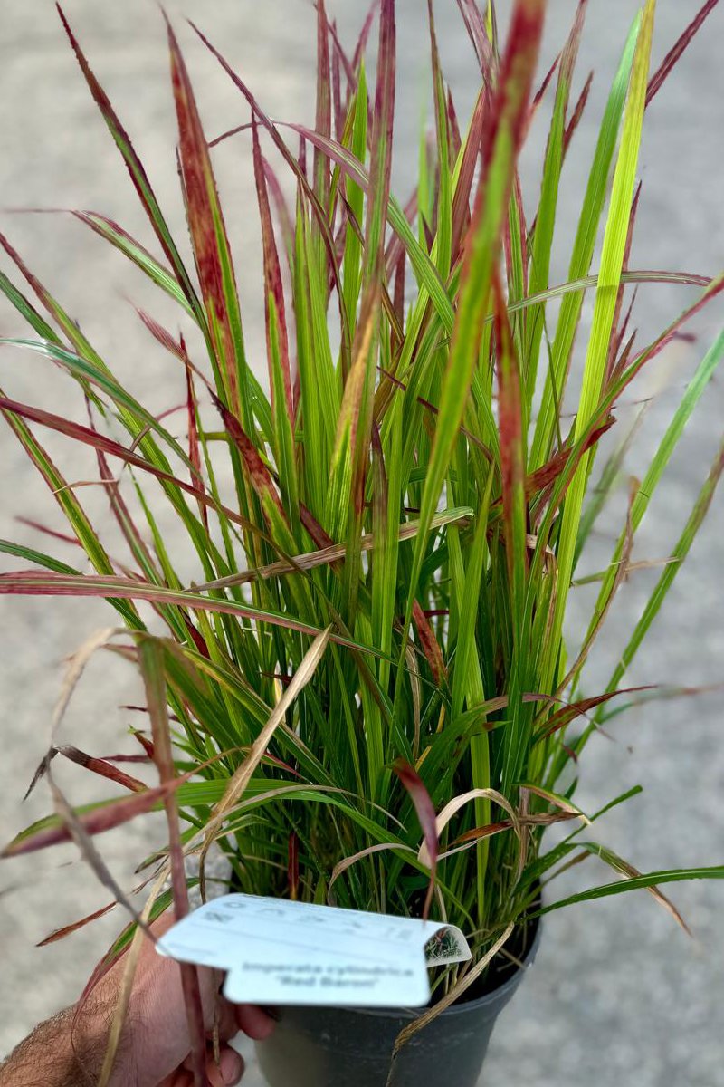 Imperata cylindrica Red Baron Ø 17 h 30/40 cm