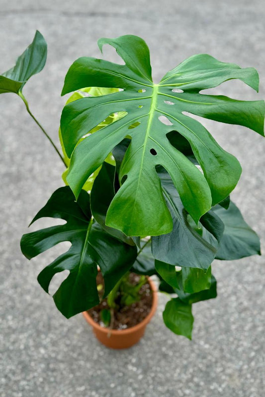 Monstera Deliciosa Ø24 h 70 cm