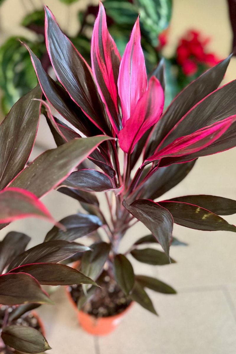 Cordyline Fruticiosa Tango