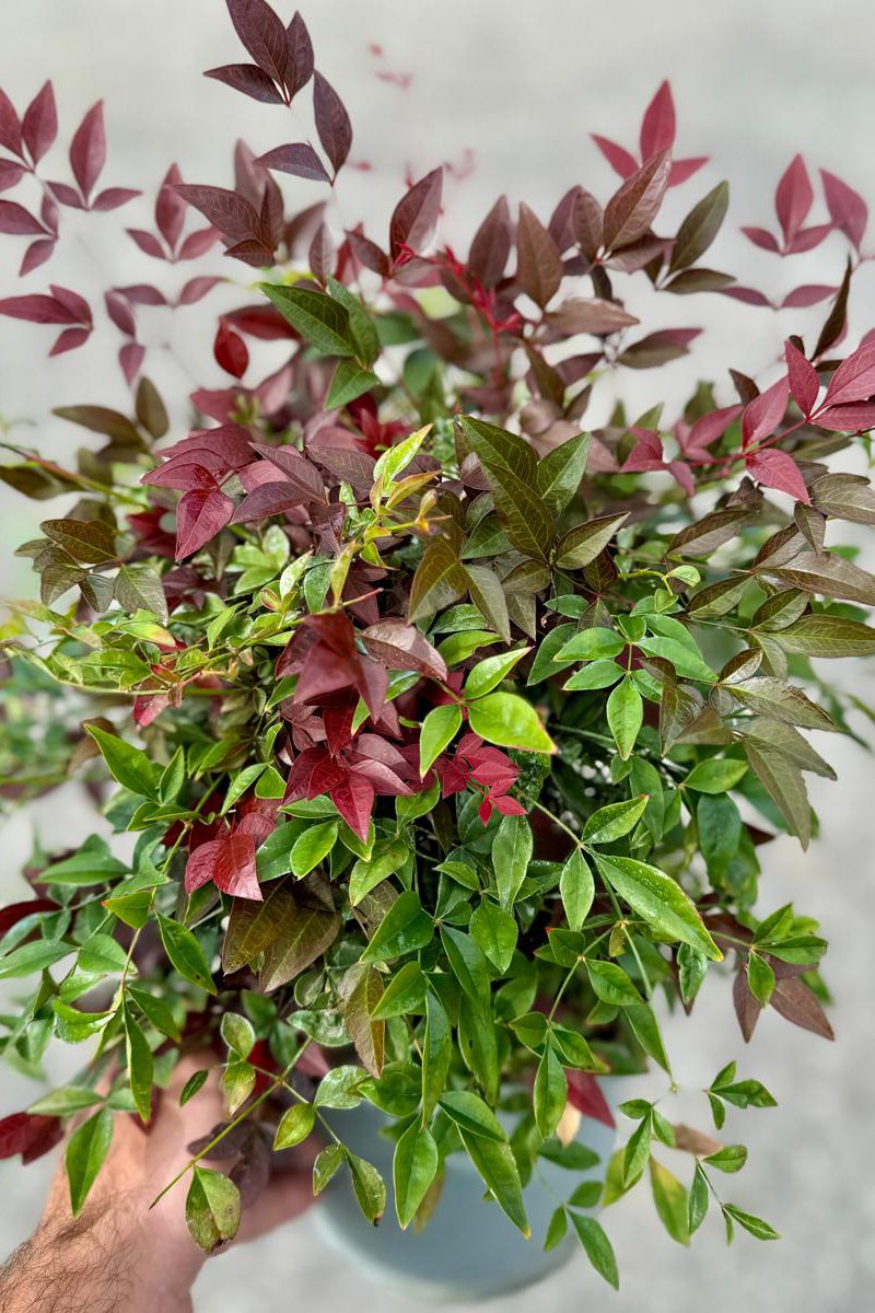 Nandina domestica nana Ø 18 h 30 cm