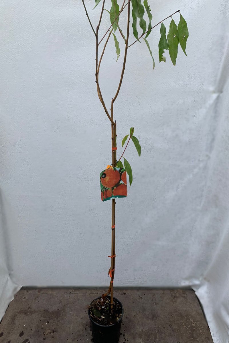 Nettarina Regina Di Londa