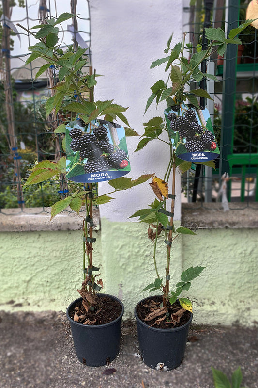 Mora dei giardini senza spine h. 80 cm.