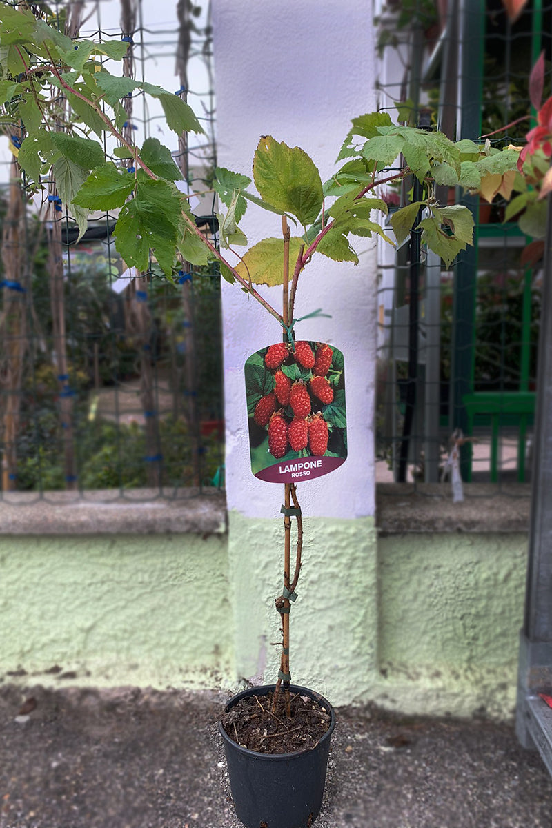 Lampone rifiorente h. 80 cm